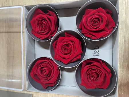 Dimensiune QUEEN(Diametru:6.3-7.3cm, inaltime:5-5.5cm) - Trandafir Queen Rosu