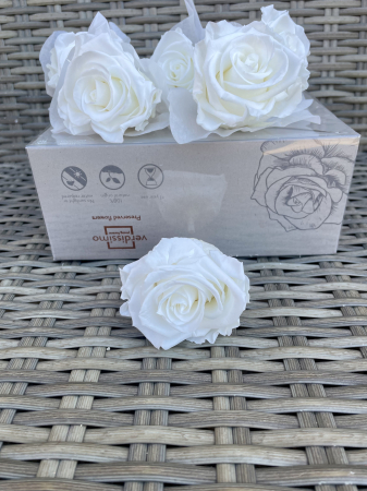 TRANDAFIRI CRIOGENATI-VERDISSIMO - Trandafir Standard Alb