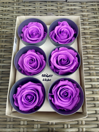 Dimensiune STANDARD(Diametru:5- 5.5cm, inaltime:5-5.5cm) - Trandafir Standard Bright Lilac