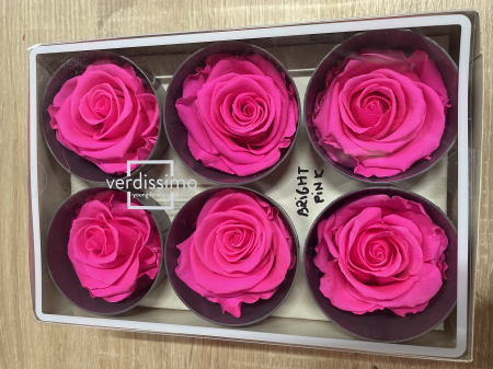 Dimensiune STANDARD(Diametru:5- 5.5cm, inaltime:5-5.5cm) - Trandafir Standard Bright Pink