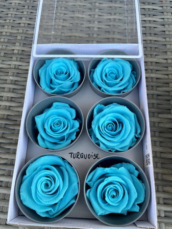 TRANDAFIRI CRIOGENATI-VERDISSIMO - Trandafir Standard Bright Turquoise