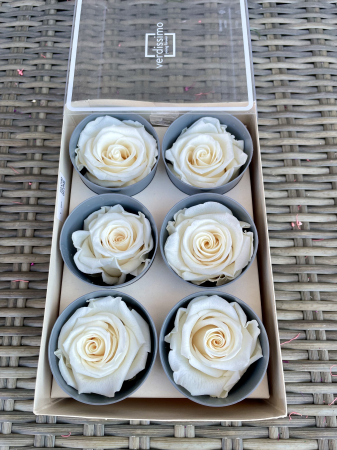 TRANDAFIRI CRIOGENATI-VERDISSIMO - Trandafir Standard Champagne