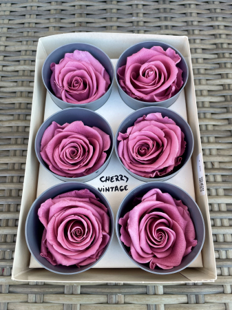 TRANDAFIRI CRIOGENATI-VERDISSIMO - Trandafir Standard Cherry Vintage