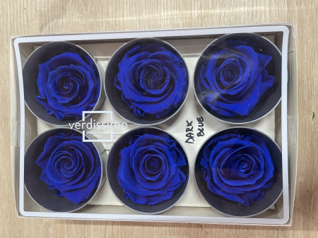 Dimensiune STANDARD(Diametru:5- 5.5cm, inaltime:5-5.5cm) - Trandafir Standard Dark Blue