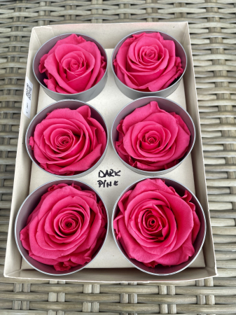 Dimensiune STANDARD(Diametru:5- 5.5cm, inaltime:5-5.5cm) - Trandafir Standard Dark Pink
