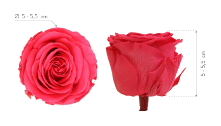 Dimensiune STANDARD(Diametru:5- 5.5cm, inaltime:5-5.5cm) - Trandafir Standard Dark Pink