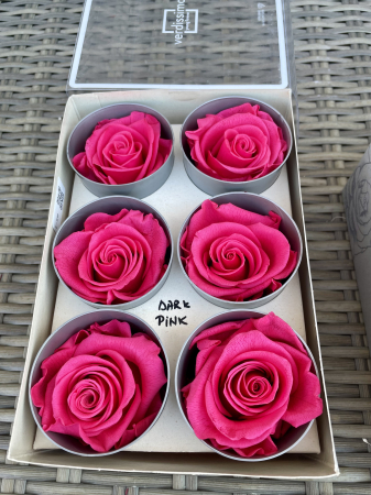 TRANDAFIRI CRIOGENATI-VERDISSIMO - Trandafir Standard Dark Pink