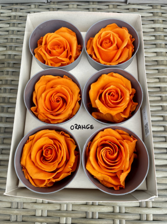Dimensiune STANDARD(Diametru:5- 5.5cm, inaltime:5-5.5cm) - Trandafir Standard Orange