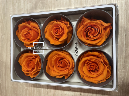 Dimensiune STANDARD(Diametru:5- 5.5cm, inaltime:5-5.5cm) - Trandafir Standard Orange