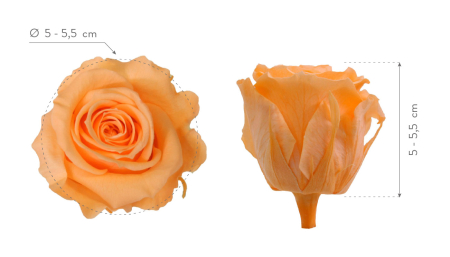 Trandafir Standard Peach [1]