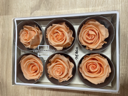 Dimensiune STANDARD(Diametru:5- 5.5cm, inaltime:5-5.5cm) - Trandafir Standard Peach