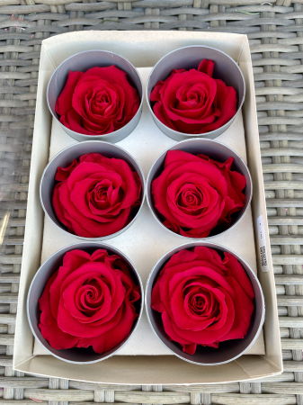 TRANDAFIRI CRIOGENATI-VERDISSIMO - Trandafir Standard Rosu