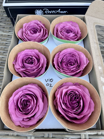 BUJORI ROSEMOR - VIO-02,WHISPER Roseamor