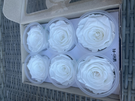 Dimensiune LL+ - WHI-01,marime LL+