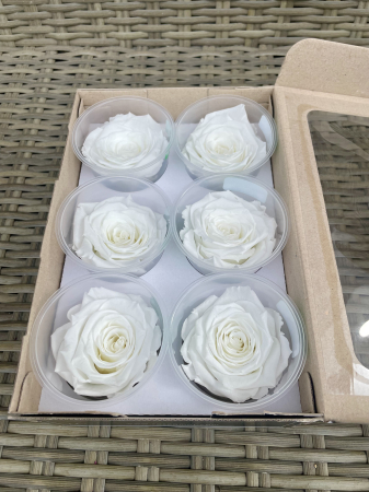 Dimensiune LL+ - WHI-01,marime LL+