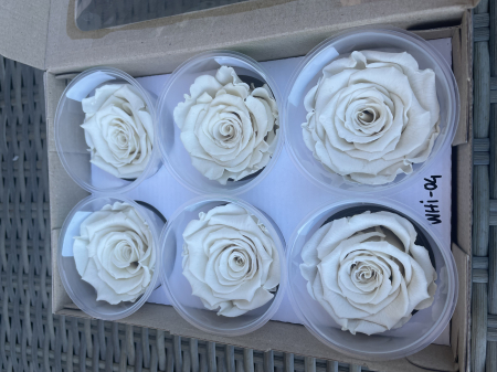 Dimensiune LL+ - WHI-04,marime LL+