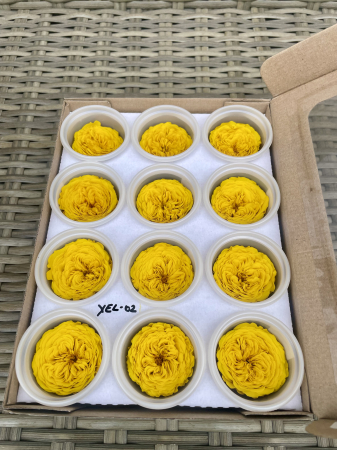 AMELIA- Mini trandafiri de gradina - YEL-02