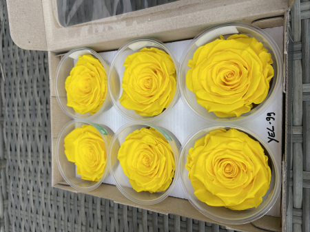 Dimensiune LL+ - YEL-99,marime LL+