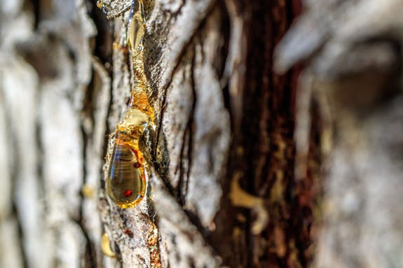 Tamaie verde Oman Boswellia Sacra [3]