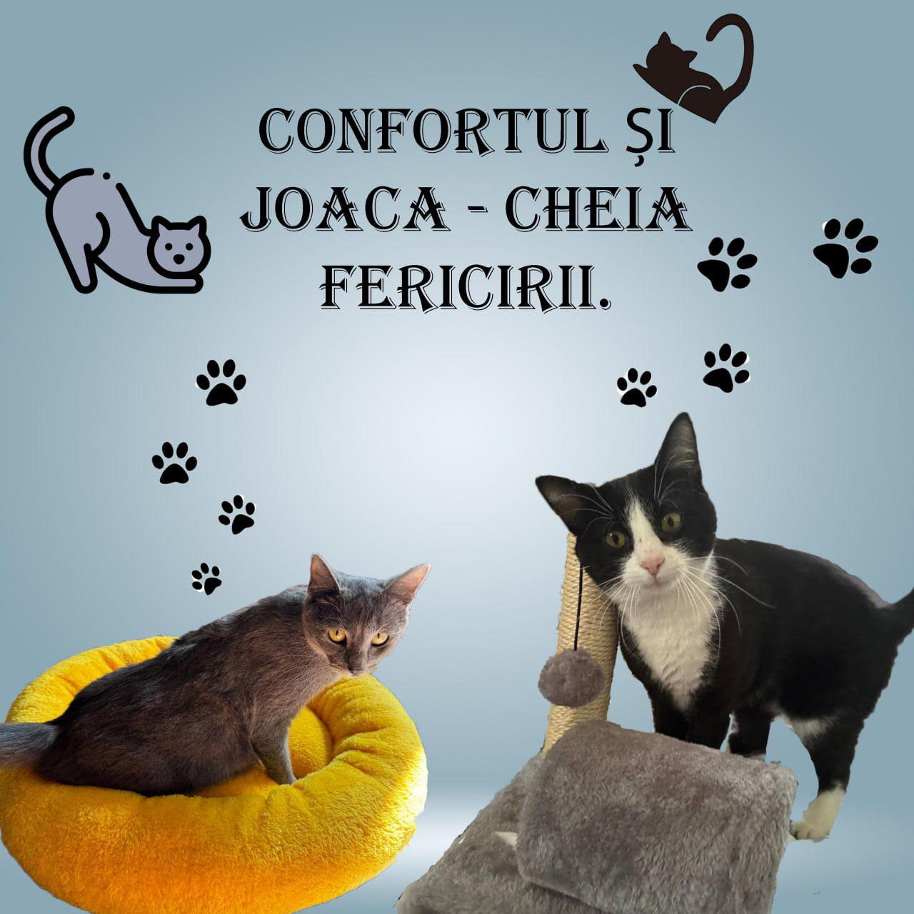 🐾 Confortul și joaca — cheia fericirii animalului tău