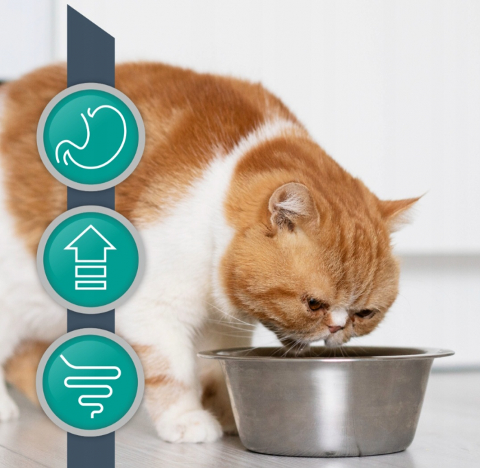 4T Dieta Veterinara Pisici Intestinal Cat, Vetexpert, 100 g [5]