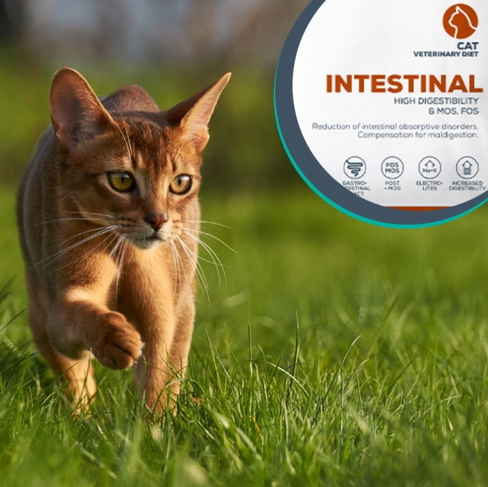 4T Dieta Veterinara Pisici Intestinal Cat, Vetexpert, 100 g [6]