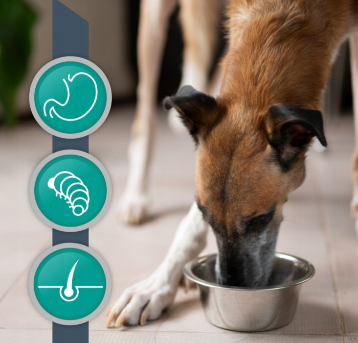 4T Veterinary Diet Hypoallergenic Dog Insect, 12 Kg [3]