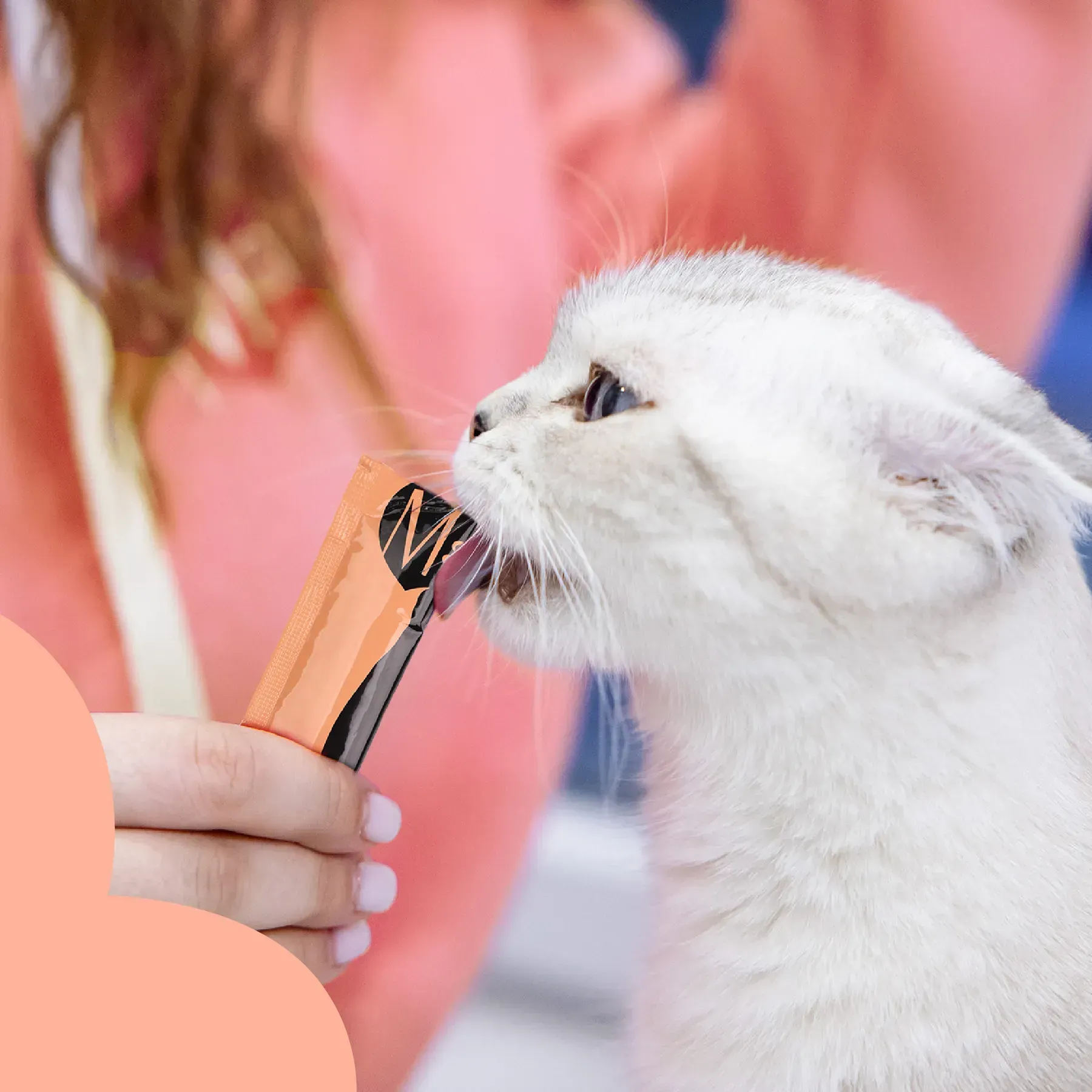 Mavsy file de somon și ton cu lucernă și un strop de iarba pisicilor [3]