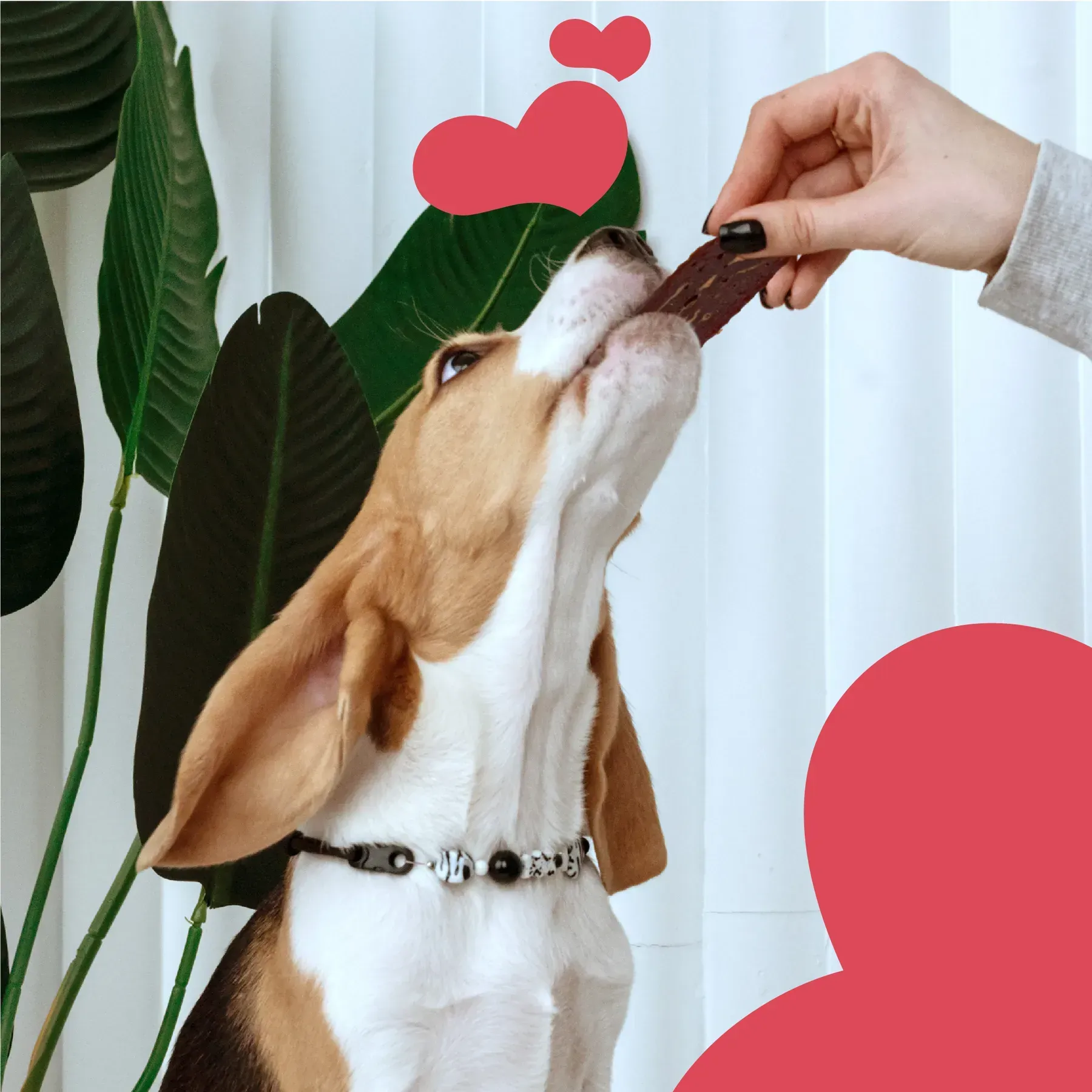 Mavsy friptură de vită marmorată la grătar cu rozmarin [2]