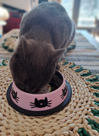 Bol metalic pentru pisici și căței mici, 235 ml [2]