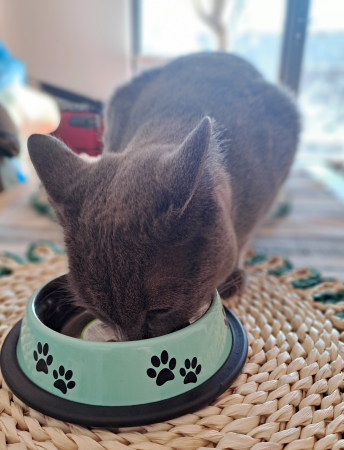 Bol metalic pentru pisici și căței mici, 235 ml [1]