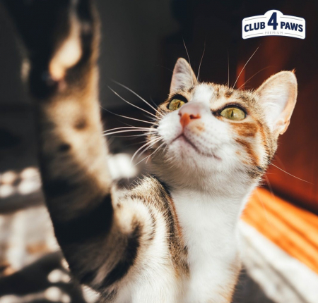 CLUB 4 PAWS Premium "DIGESTIE SENSIBILĂ" 14KG [1]