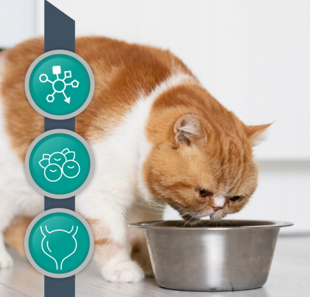 Dieta Veterinara Pisici Urinary Cat, 100 g [2]