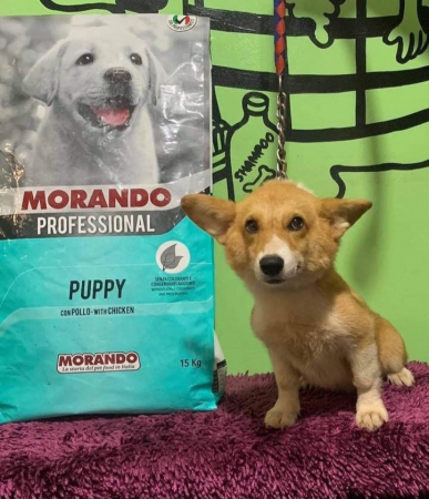 Hrană completă MORANDO pentru CĂȚELUȘI CU PUI, 15 kg [7]