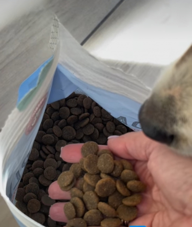 Hrană uscată pentru câini adulți (rasă medie), 12 kg [2]