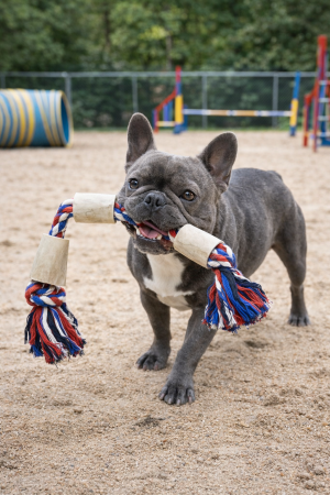 JUCARII - Jucărie de câini din frânghie cu oase adevărate, 45 cm