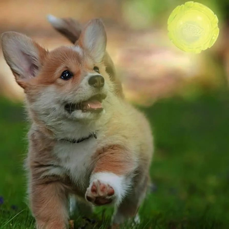 Nerf Dog X-tra Bounce [3]