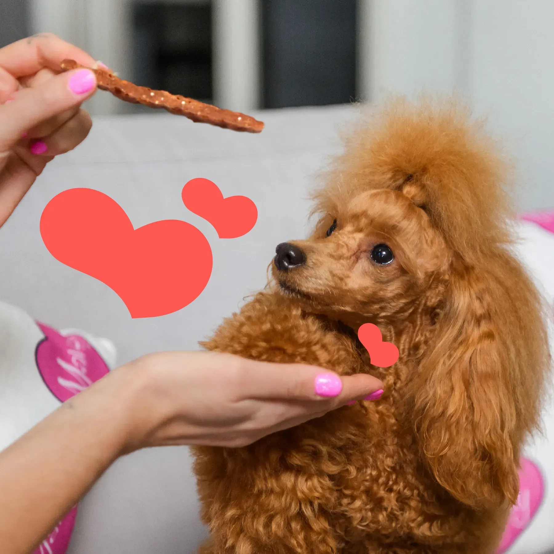 Mavsy carpaccio de iepure și rață friptă în sos de merișoare [1]