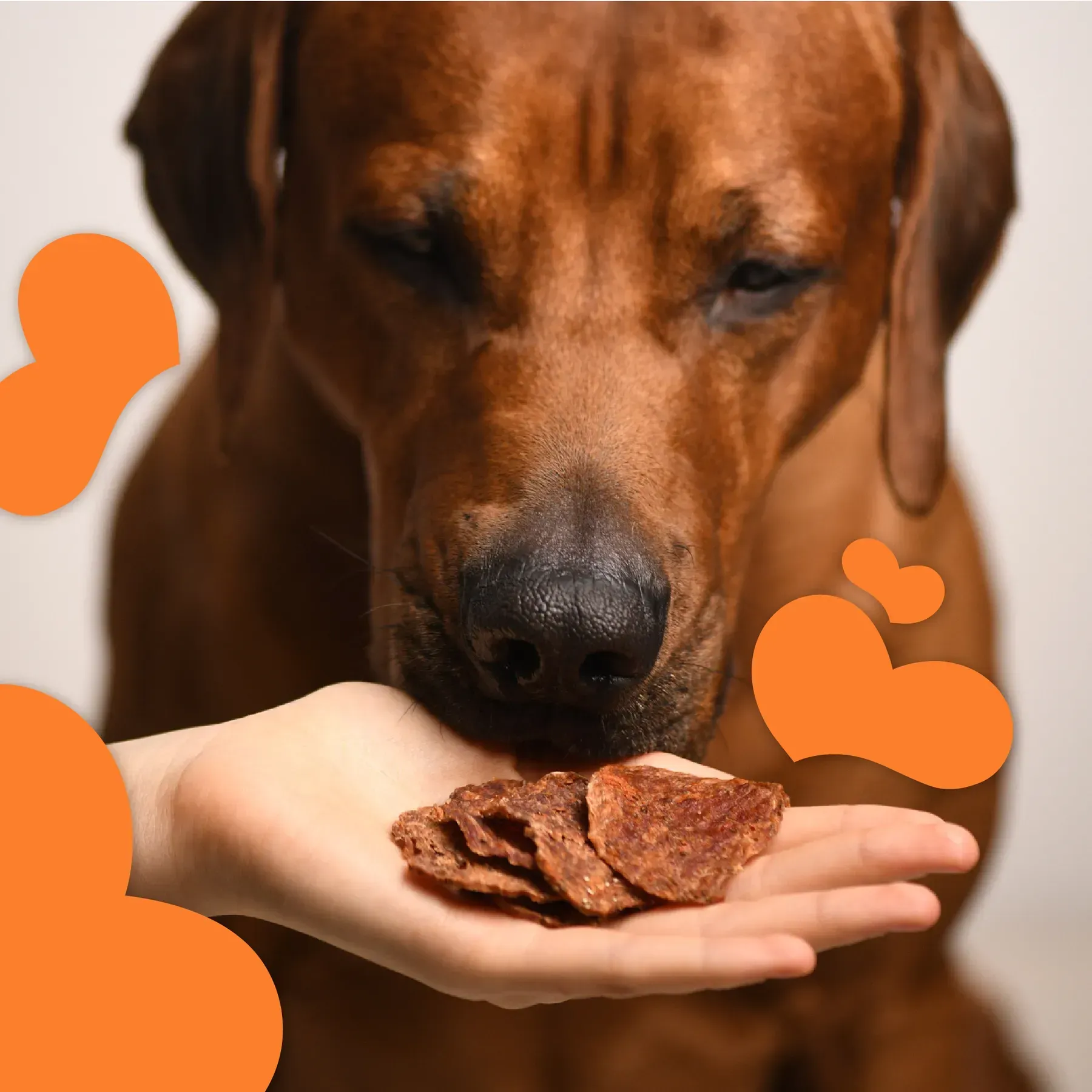 Mavsy chipsuri de rață cu semințe de chia și morcovi [2]