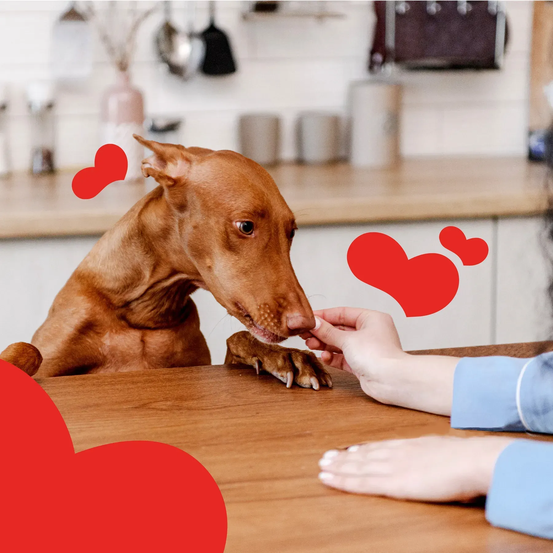 Mavsy medalioane de miel în sos de rodie cu cimbru [3]