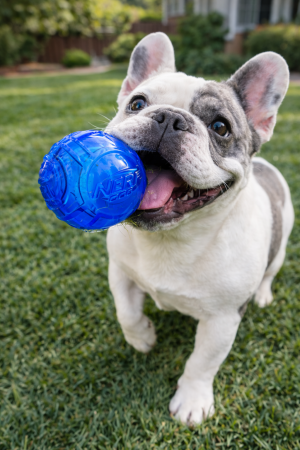 Nerf Dog X-tra Bounce [1]