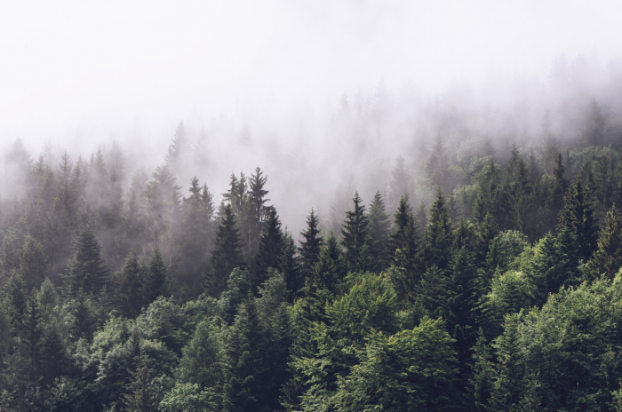 Fototapet fara imbinari Dense Coniferous Forest [3]