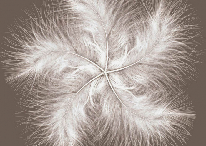 Fototapet Feather Dream [2]
