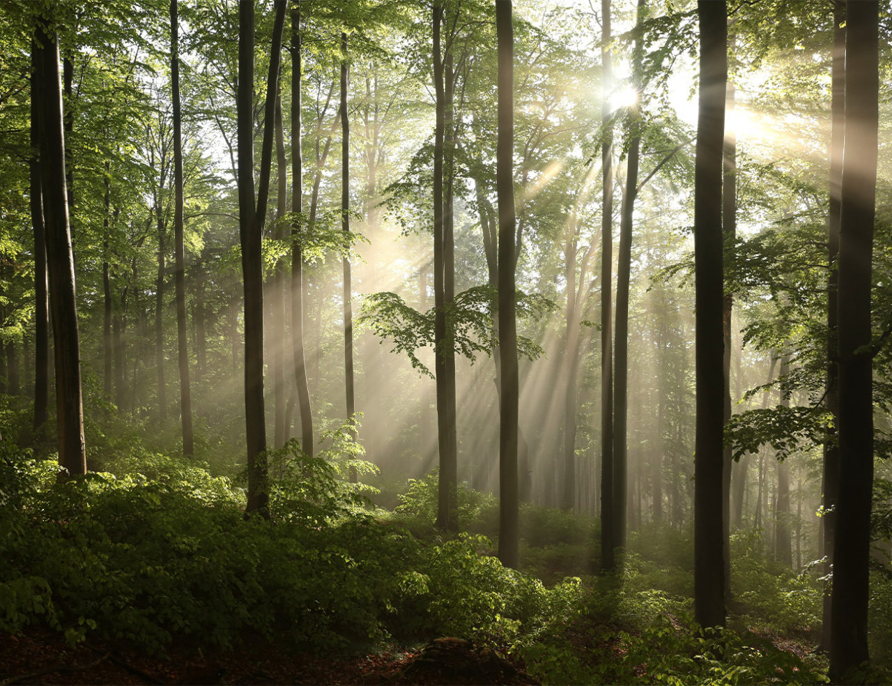 Fototapetul premium "Forest Morning Rays" [4]