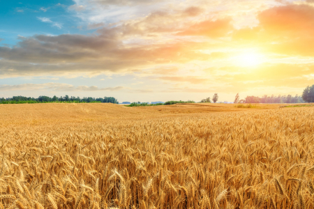 Fototapet fara imbinari Wheat Crop Field Sunset Landscape [2]