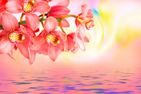 Fototapet fara imbinari Orchid [2]