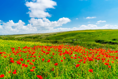 Fototapet fara imbinari Field Of Poppies [2]