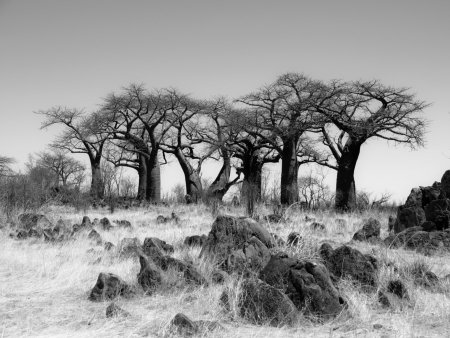 Fototapet fara imbinari Baobab Paradise [2]