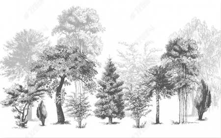 Fototapet fara imbinari Dream Forest Black and White [1]