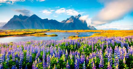 Fototapet fara imbinari Lavender Field [2]